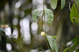 Plancia ëd Odontadenia nitida (M. Vahl) Müll. Arg.