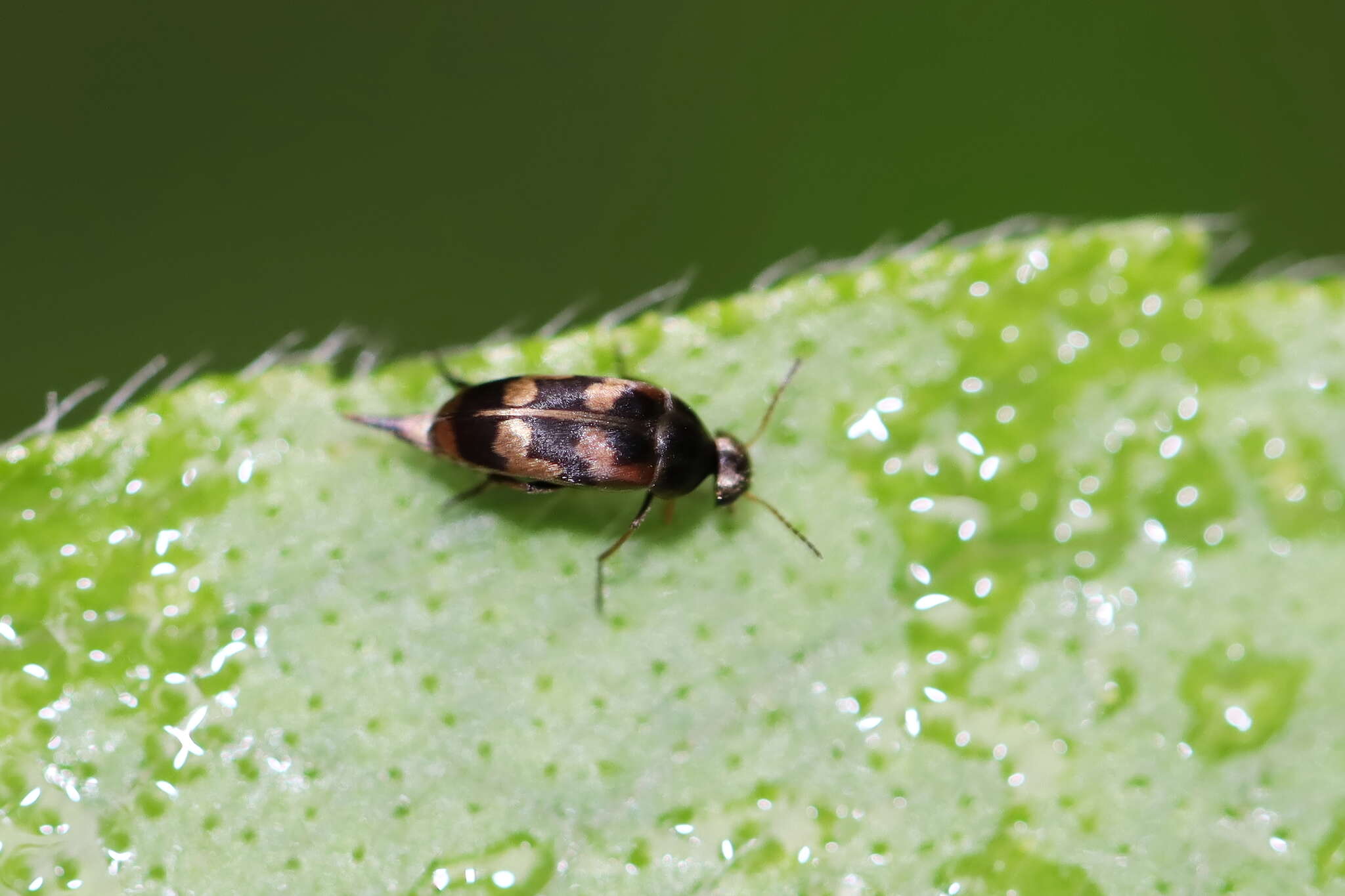 Image of Falsomordellistena pubescens (Fabricius 1798)