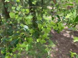 Image of wedge-leaf hopbush