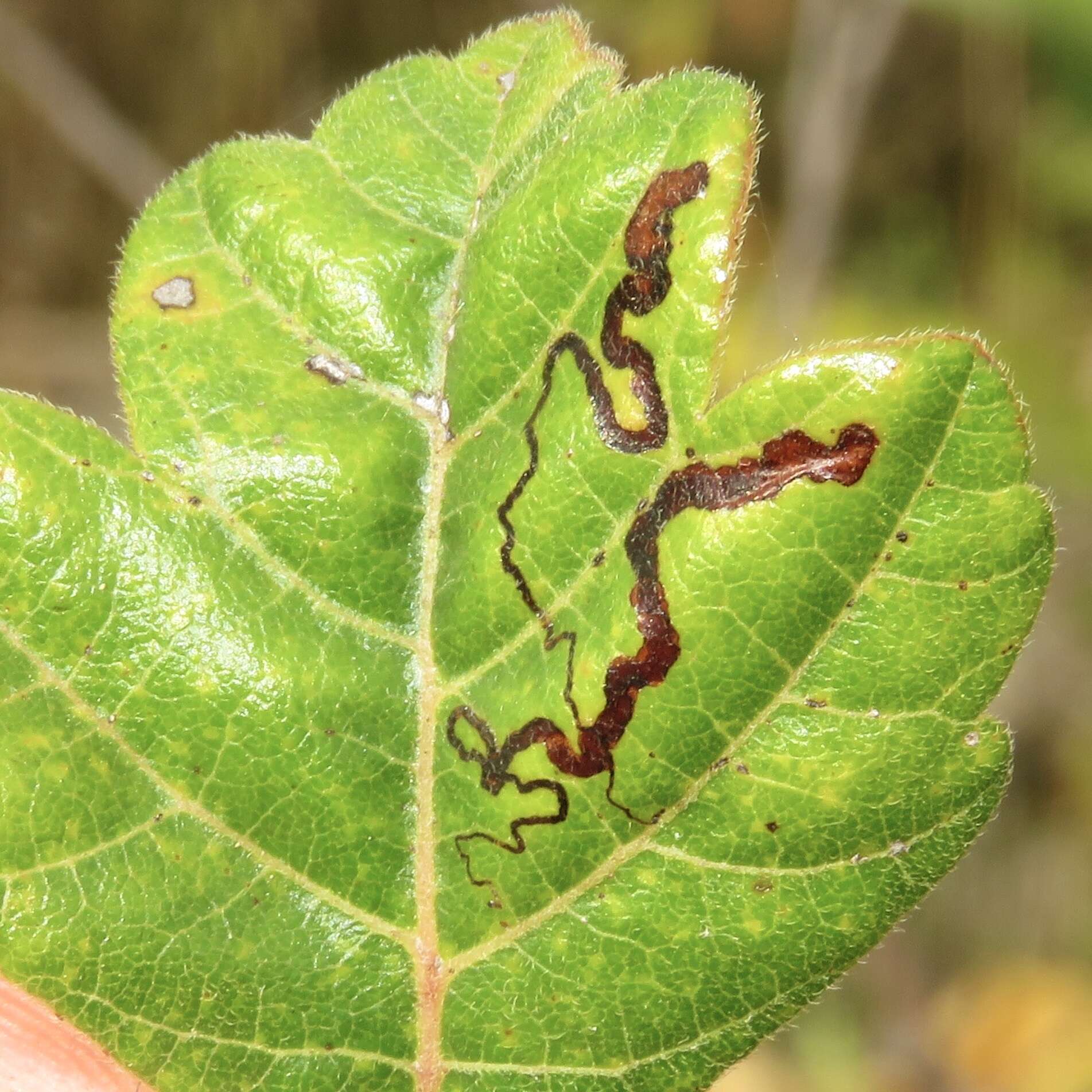 Sivun Stigmella intermedia (Braun 1917) Wilkinson et al. 1979 kuva