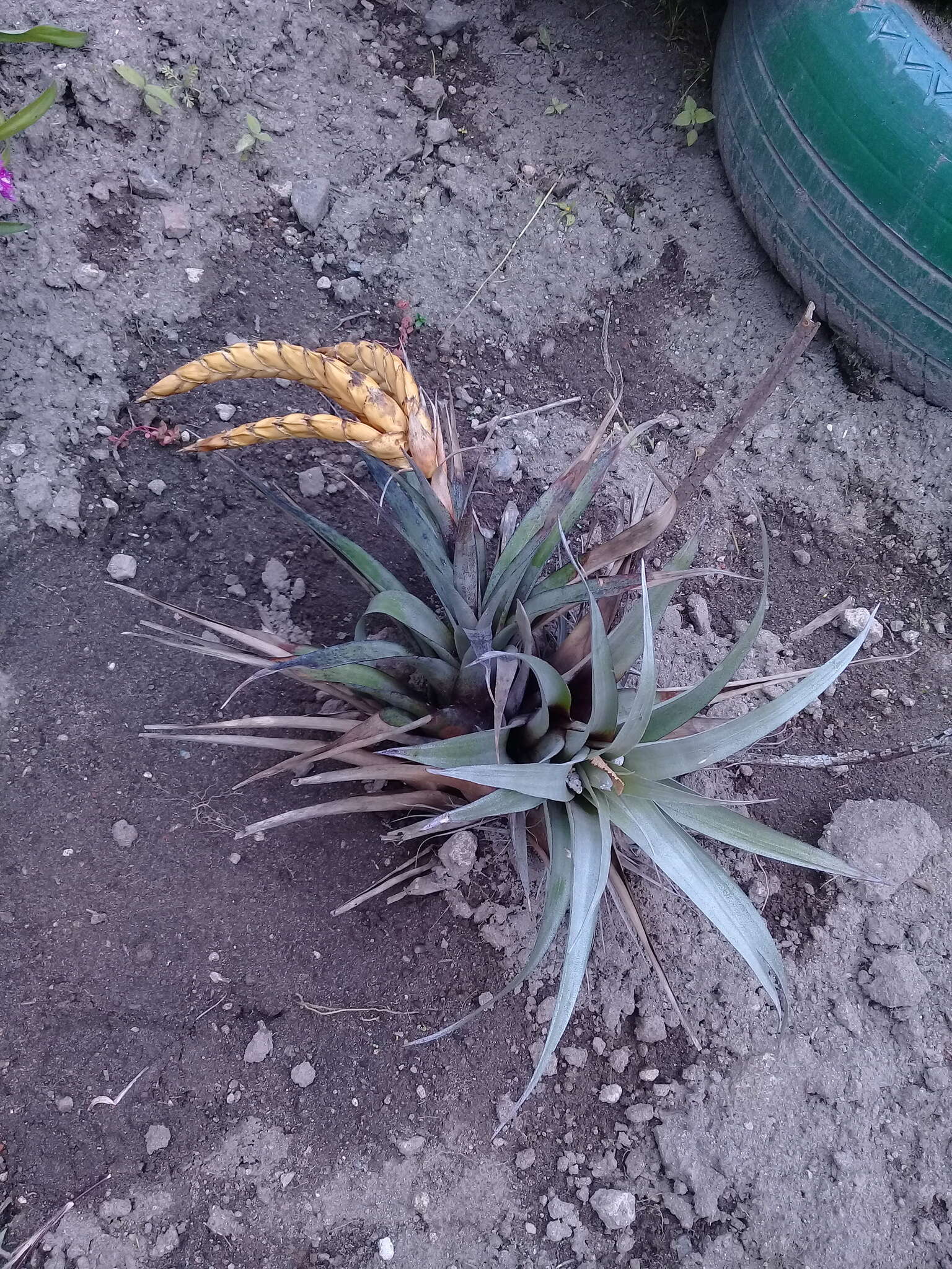 Image of Tillandsia lajensis André