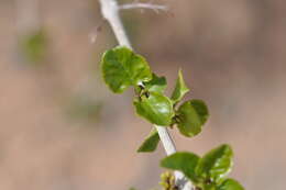 Image of single-leaf ash