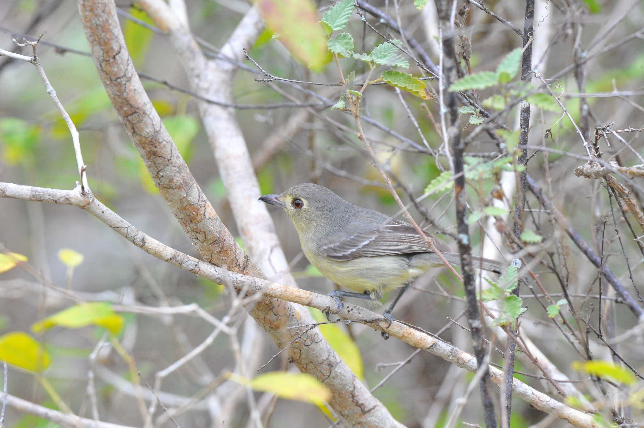 Image of Cuban Vireo