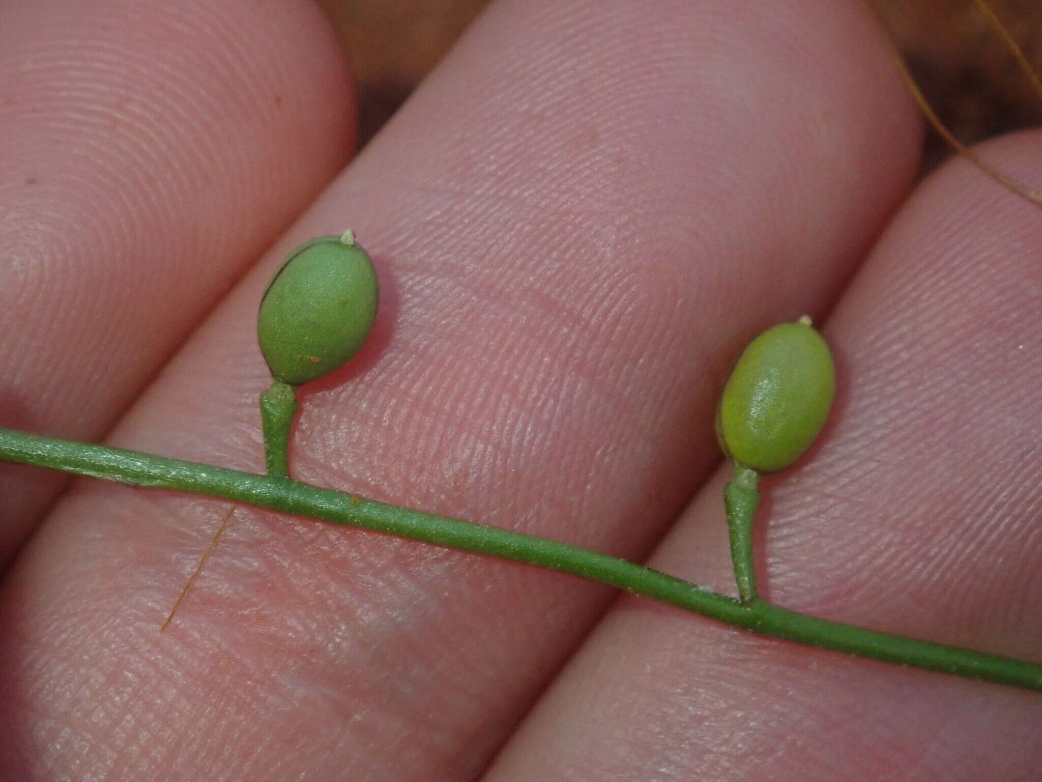 Слика од Stenopetalum filifolium Benth.