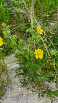 Image of Potentilla recta subsp. pilosa (Willd.) Jav.