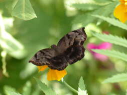 Image of Achlyodes busirus heros Ehrmann 1909