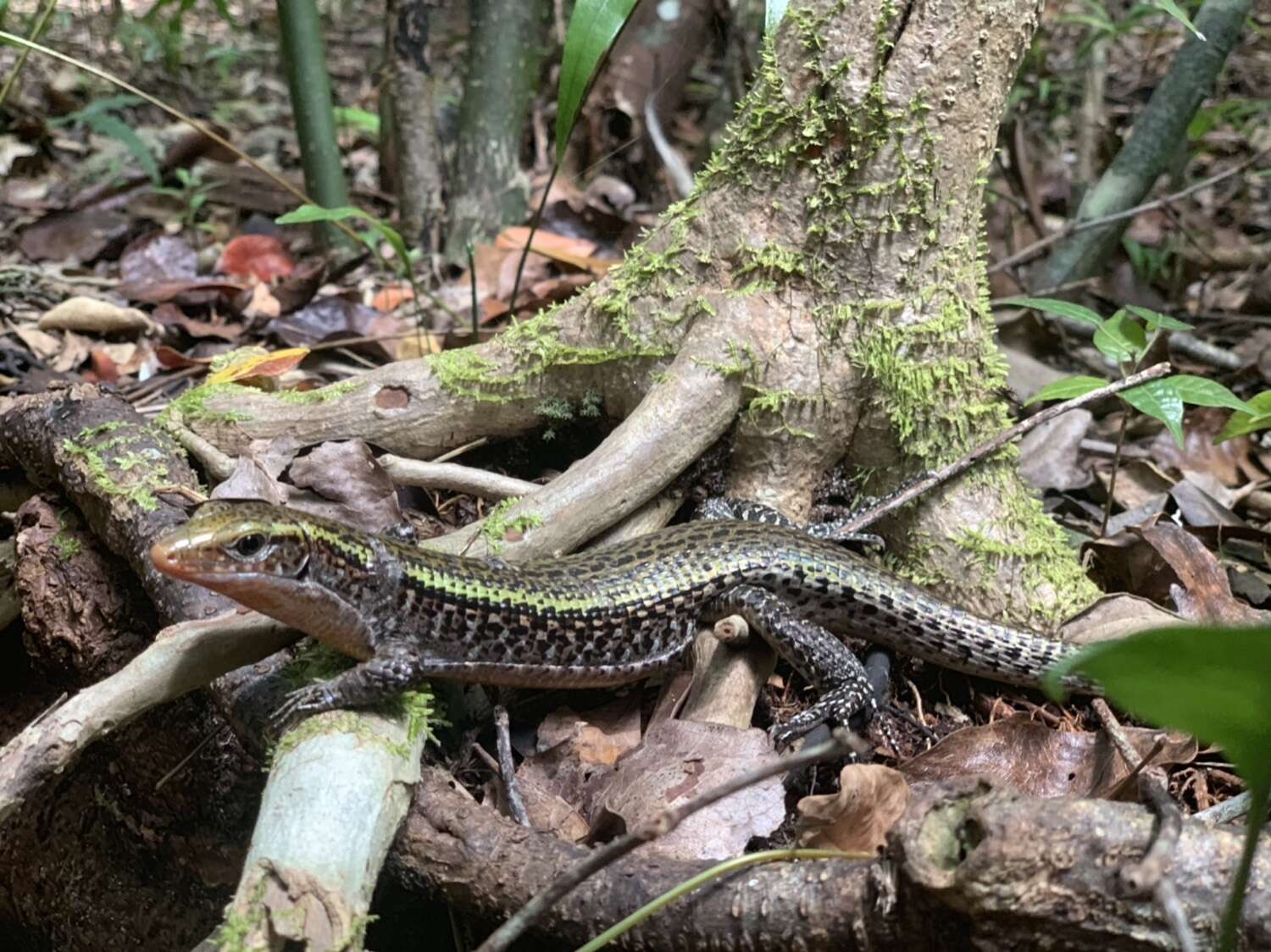 Image of Madagascar Girdled Lizard