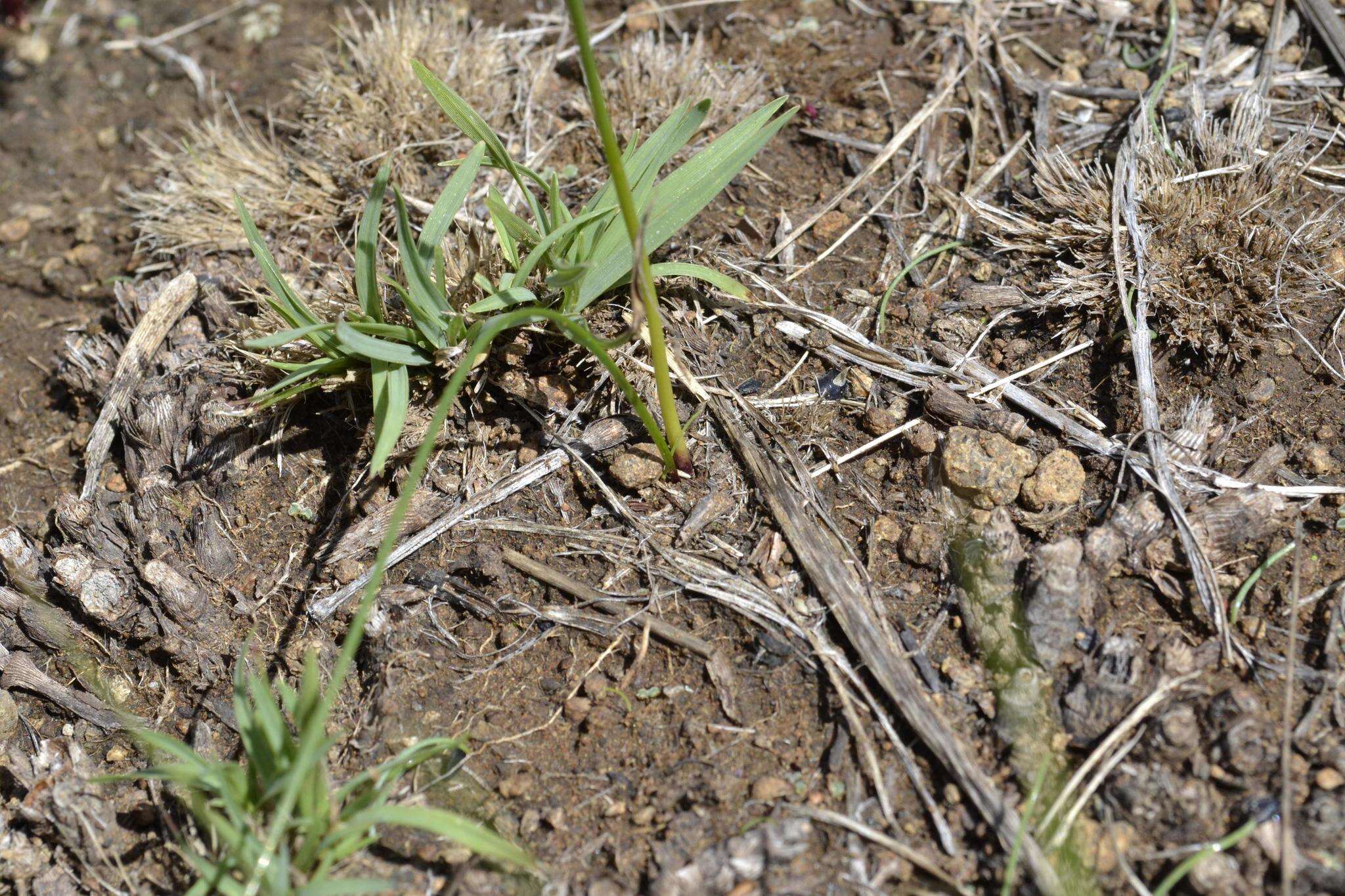 Image of Strumaria tenella subsp. orientalis Snijman