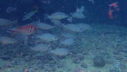 Image of Golden African snapper