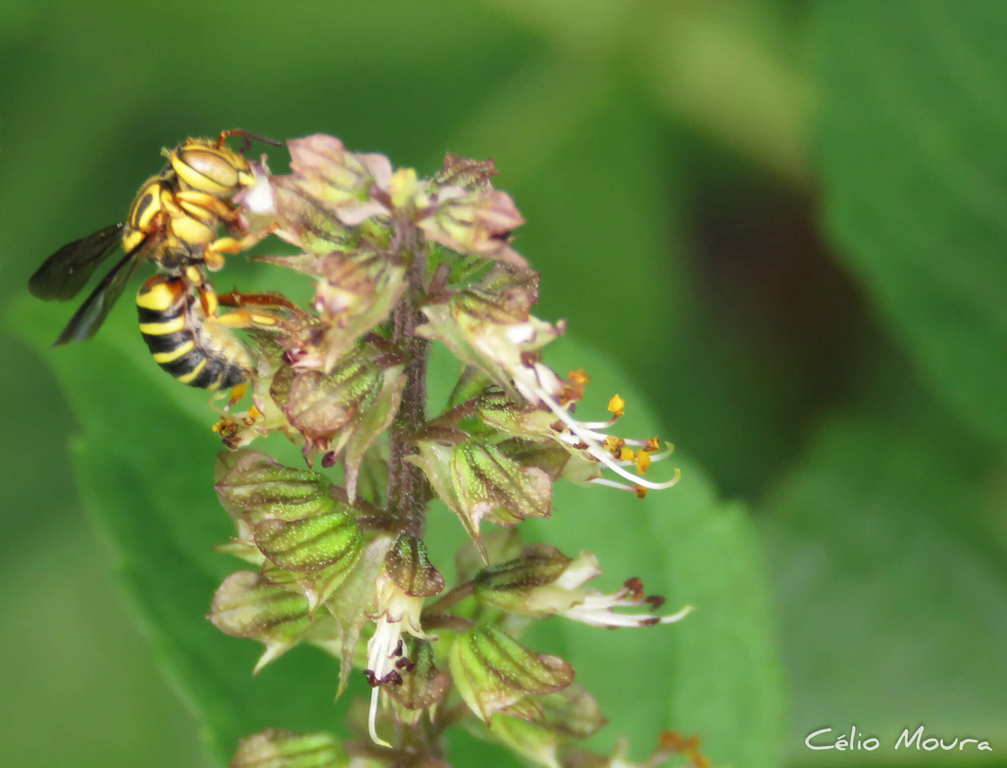 Image of Epanthidium tigrinum (Schrottky 1905)