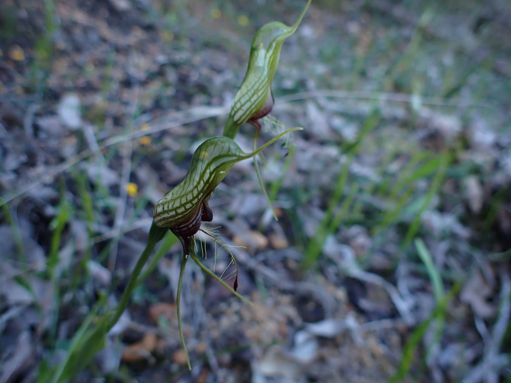 Image of Bird orchid