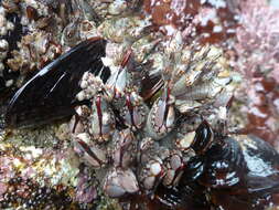 Image of goose-necked barnacle