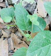 Image of ornamental nightshade