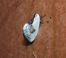 Image of Cilix