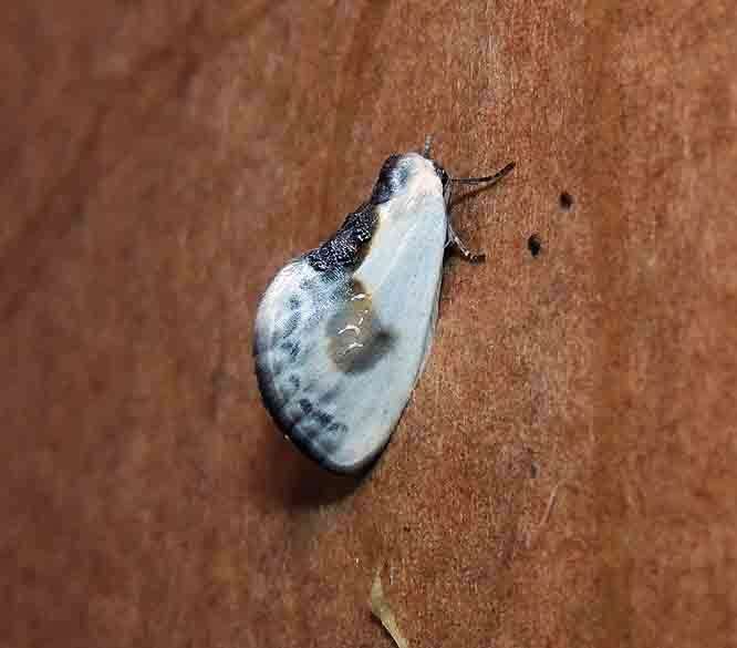 Image of Cilix