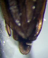 Image of Limnoporus rufoscutellatus (Latreille 1807)
