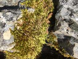 Image of silken homalothecium moss