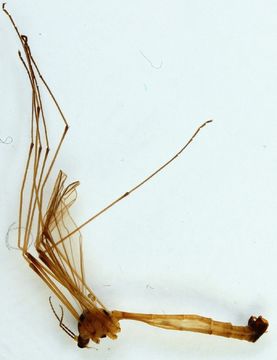 Image of <i>Cylindrotoma distinctissima</i> (Meigen 1818)