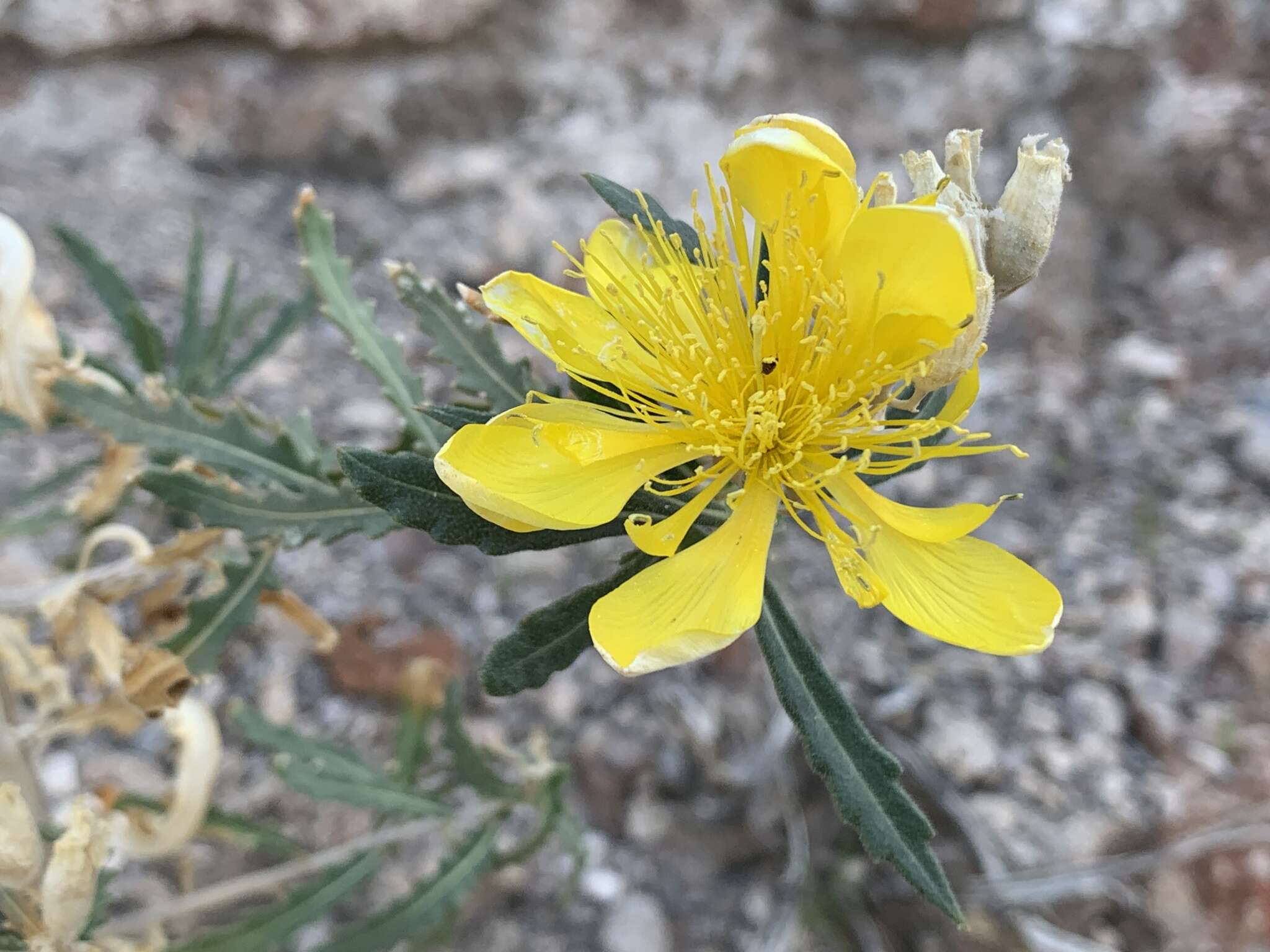 Image of Mentzelia longiloba var. yavapaiensis J. J. Schenk & L. Hufford