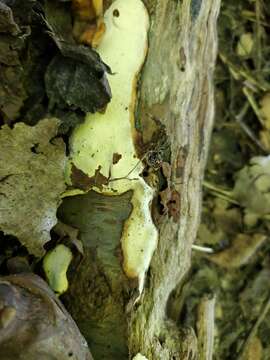 Image of Perenniporia medulla-panis (Jacq.) Donk 1967