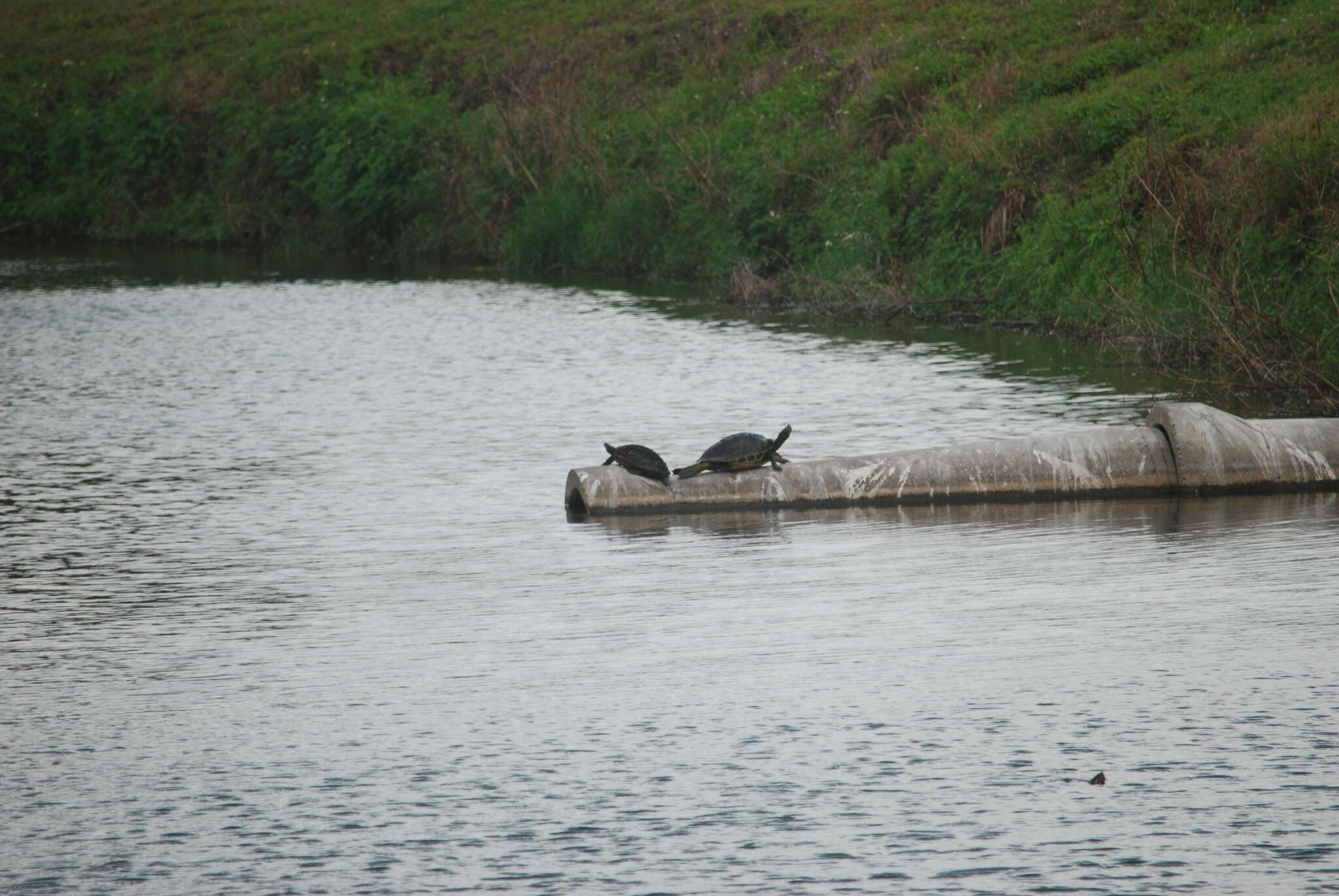 Image of Peninsula Cooter