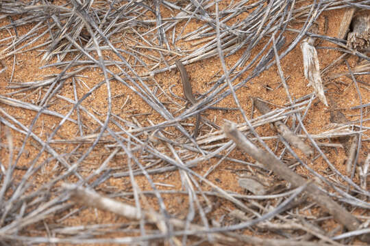 Image of Common Dwarf Skink