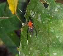 صورة Holhymenia rubescens (Amyot & Serville 1843)