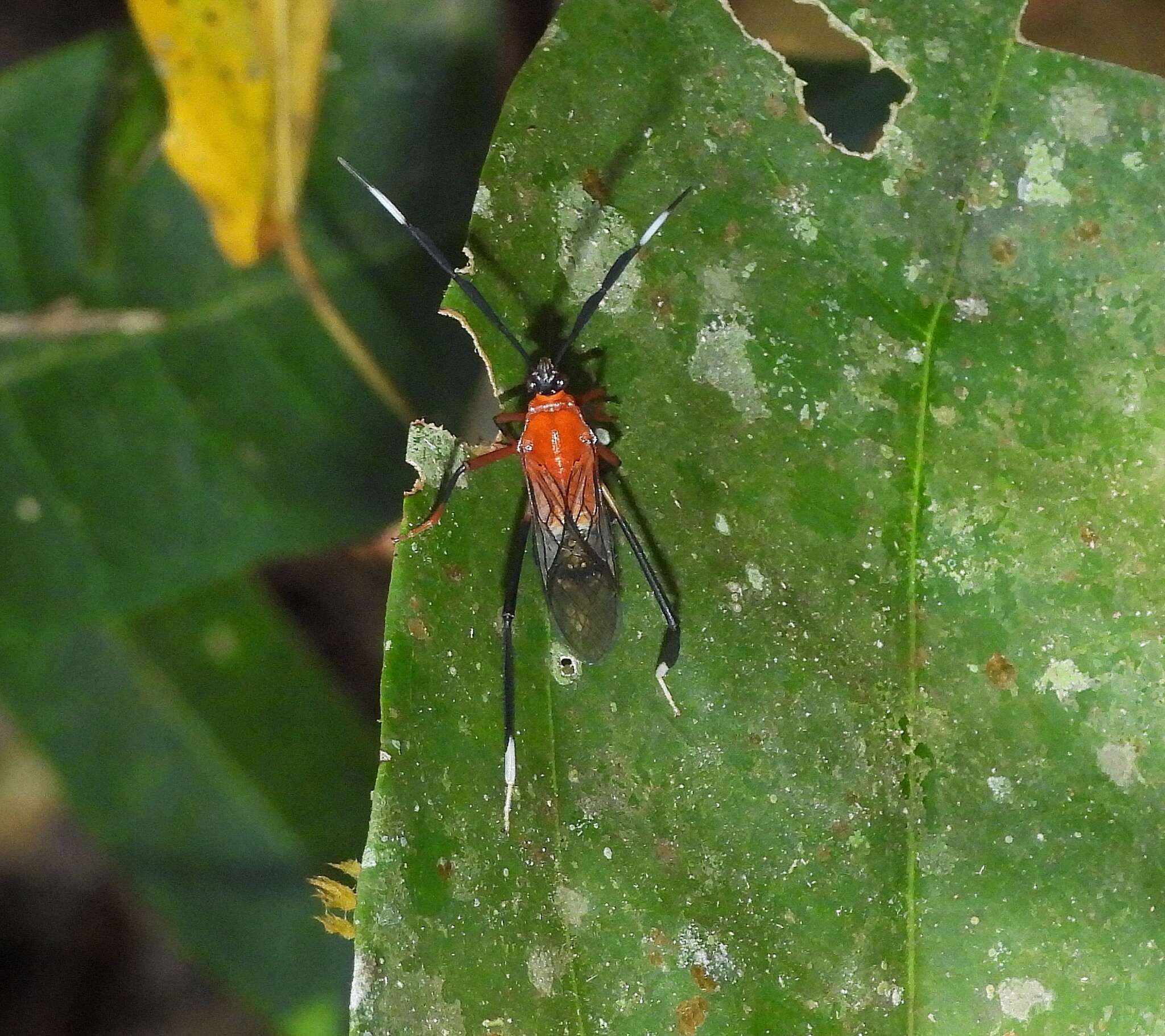 صورة Holhymenia rubescens (Amyot & Serville 1843)