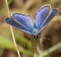 Euphilotes enoptes bayensis (Langston 1964)的圖片