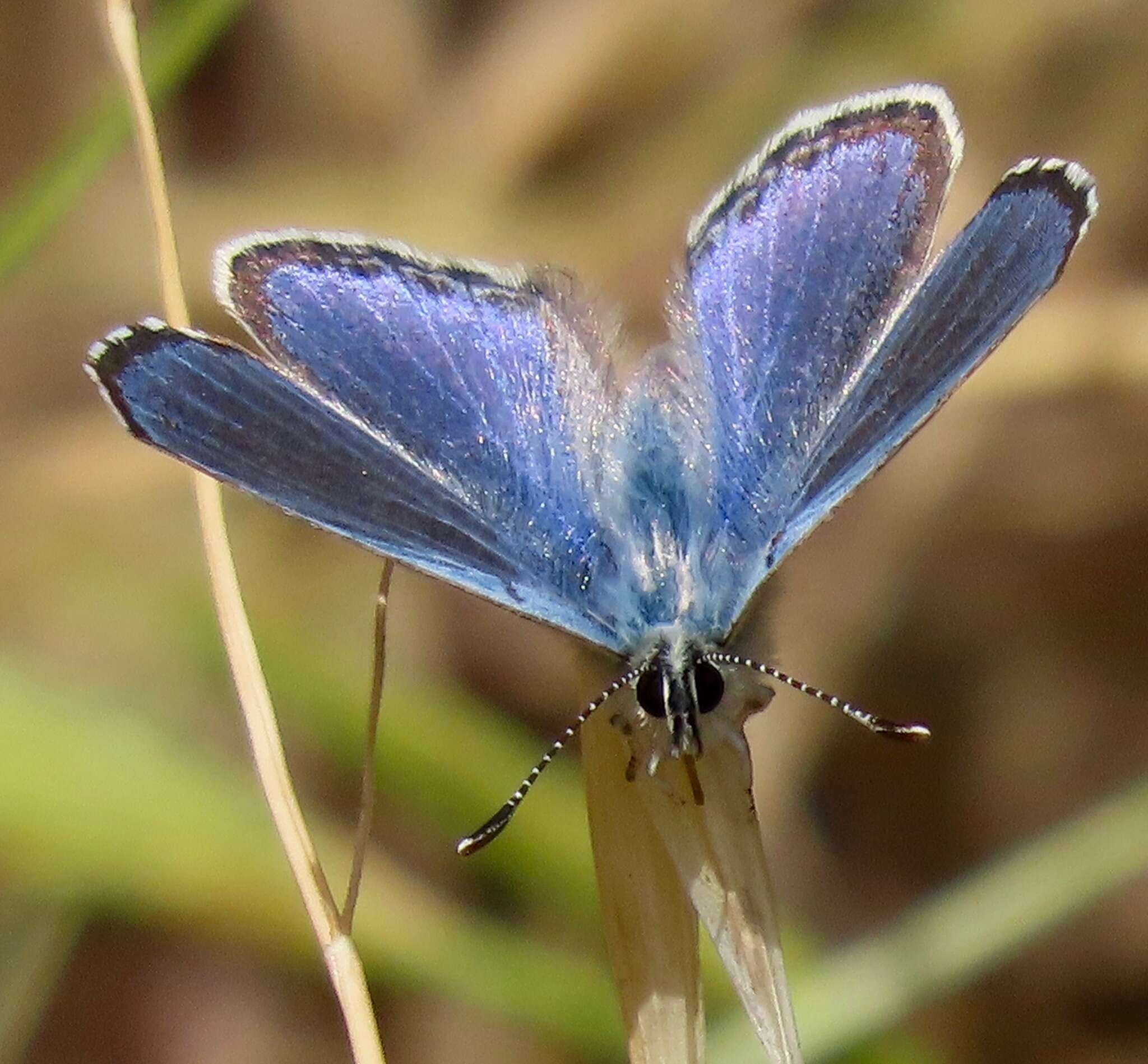 Euphilotes enoptes bayensis (Langston 1964)的圖片