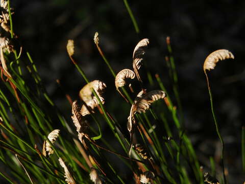 Image of Schizaea incurvata Schkuhr