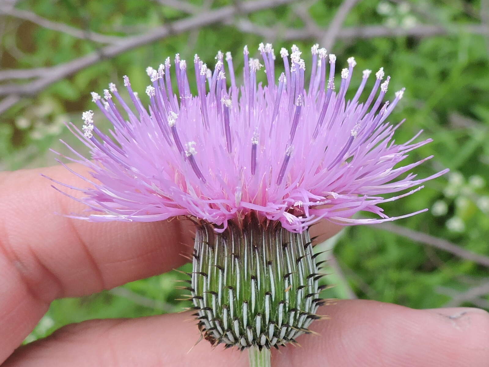 Image of Texas thistle