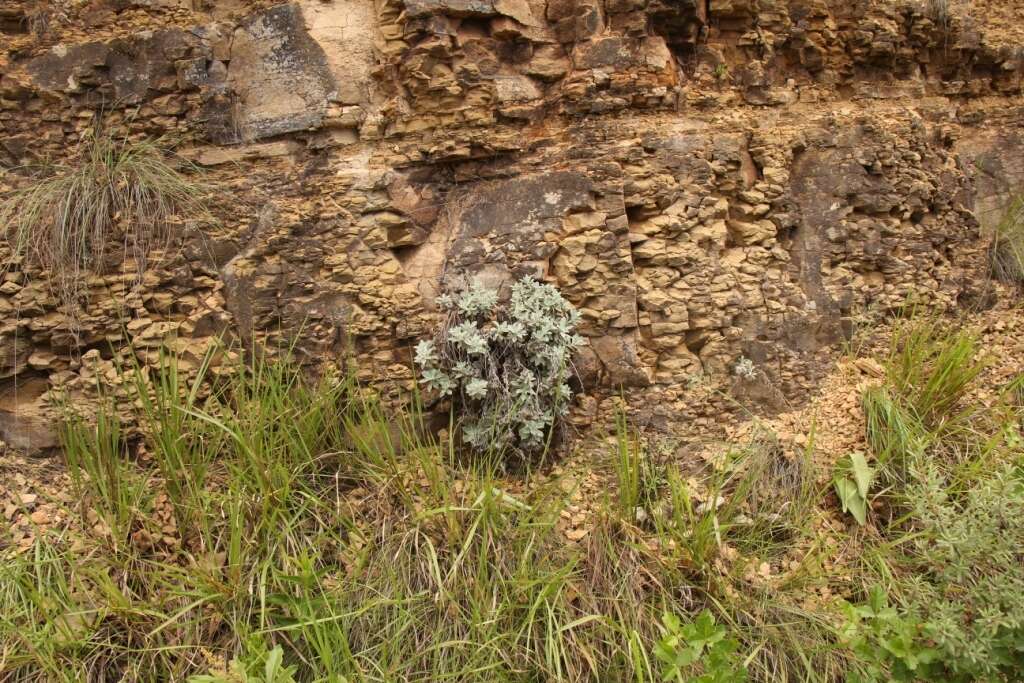 Слика од Helichrysum sutherlandii Harv.