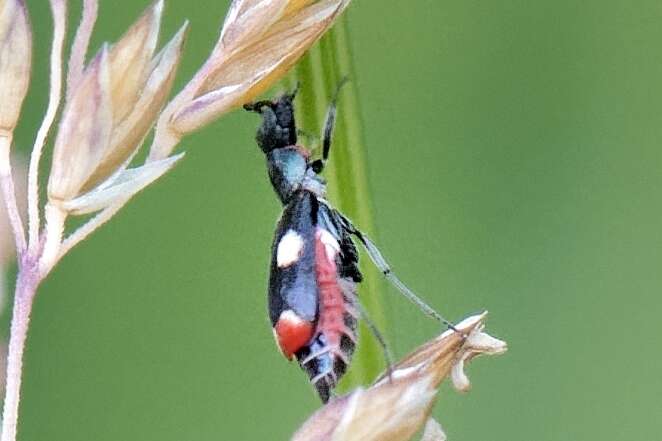 Anthocomus fenestratus resmi