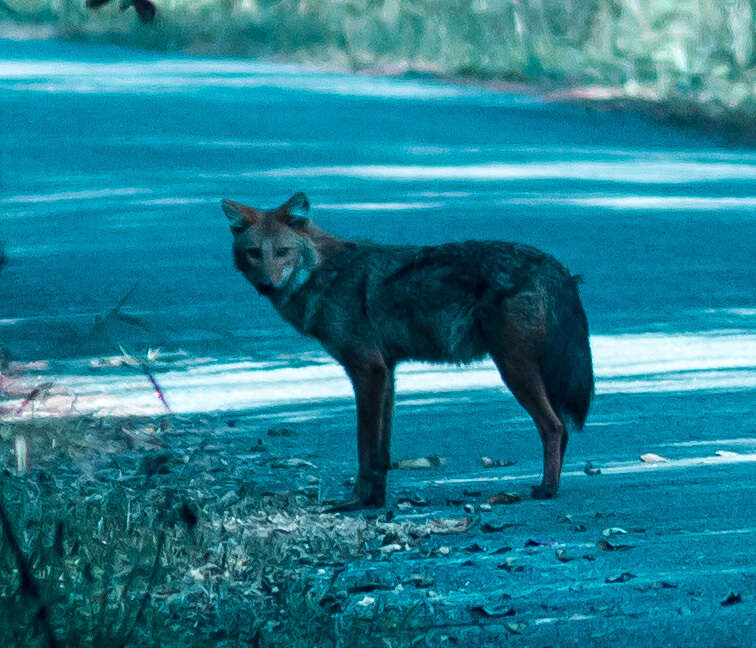 Imagem de Canis aureus cruesemanni Matschie 1900