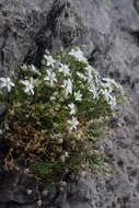 Plancia ëd Moehringia bavarica subsp. insubrica (Degen) W. Sauer