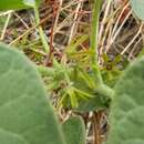 Image of Matelea adenocardia (Standl.) R. E. Woodson