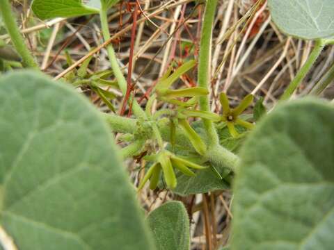 Image of Matelea adenocardia (Standl.) R. E. Woodson