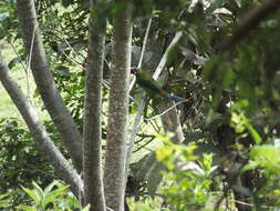 Image of Crimson-rumped Toucanet