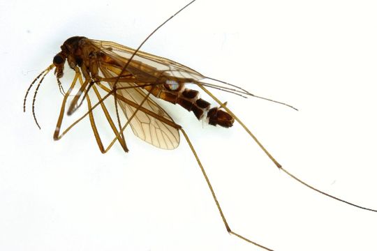 Image of <i>Nigrotipula nigra</i> (Linnaeus 1758)