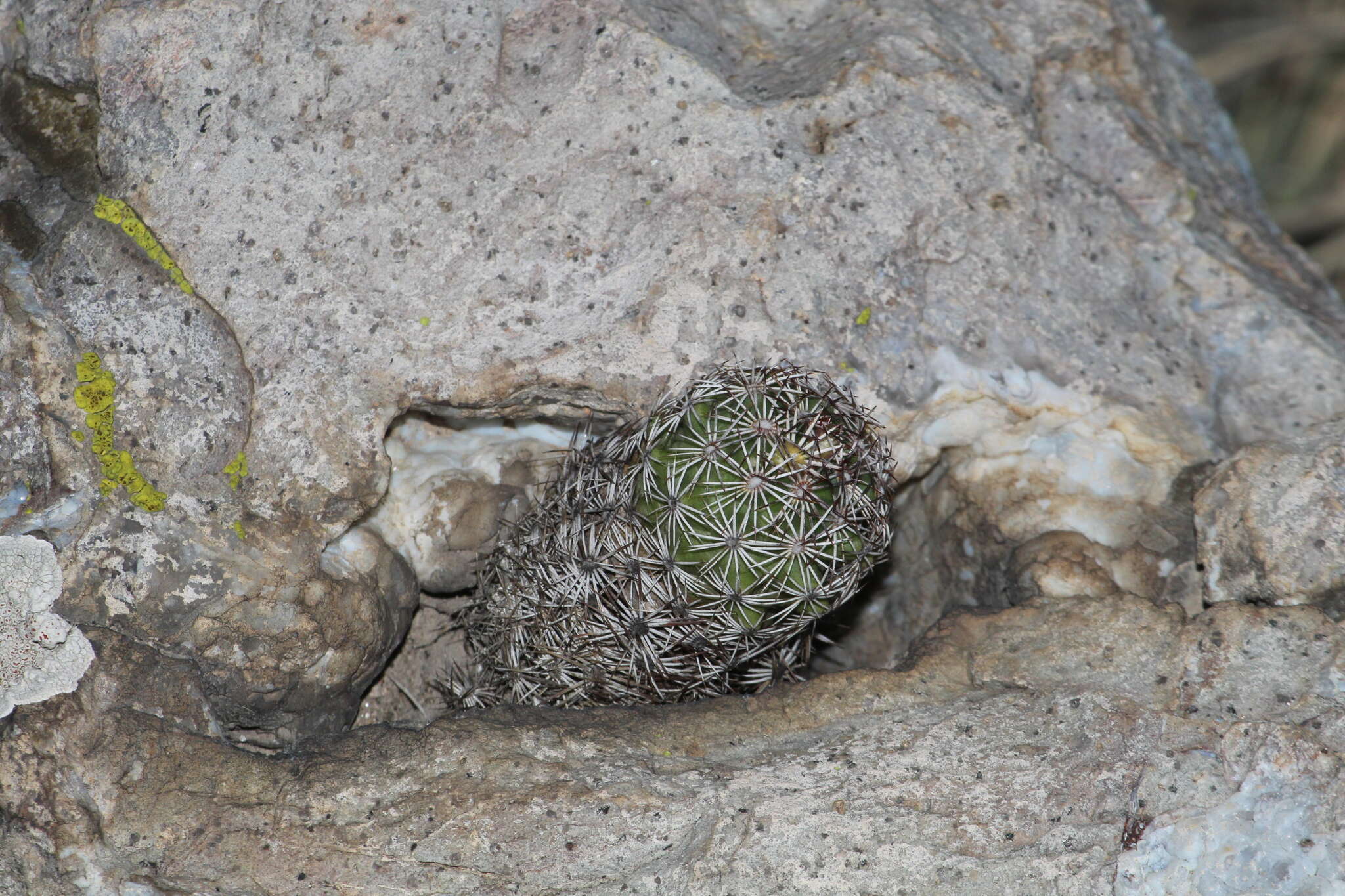 Image of Coryphantha potosiana (Jacobi) Glass & R. A. Foster