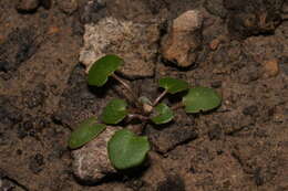 Image of Kentucky glade cress