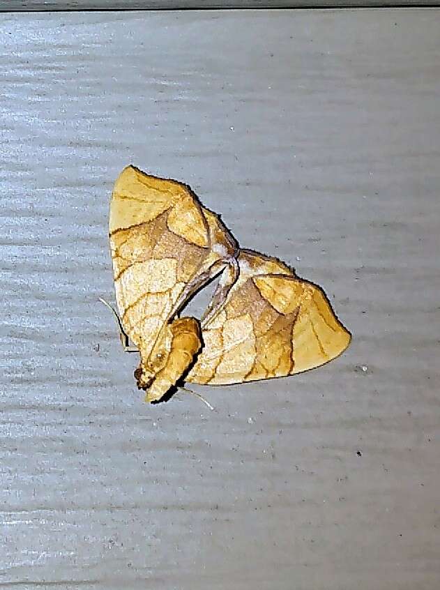 Image of Lesser Grapevine Looper Moth