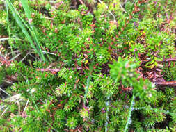 Image of black crowberry