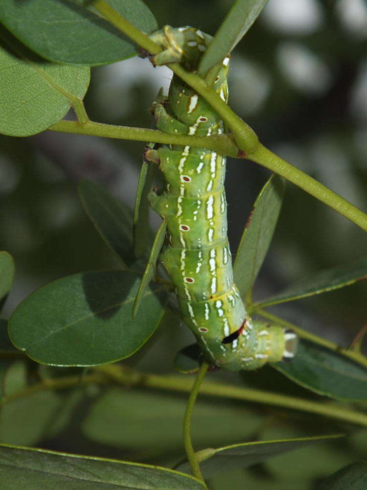 Image of Burkea