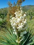 Image of Schott's yucca