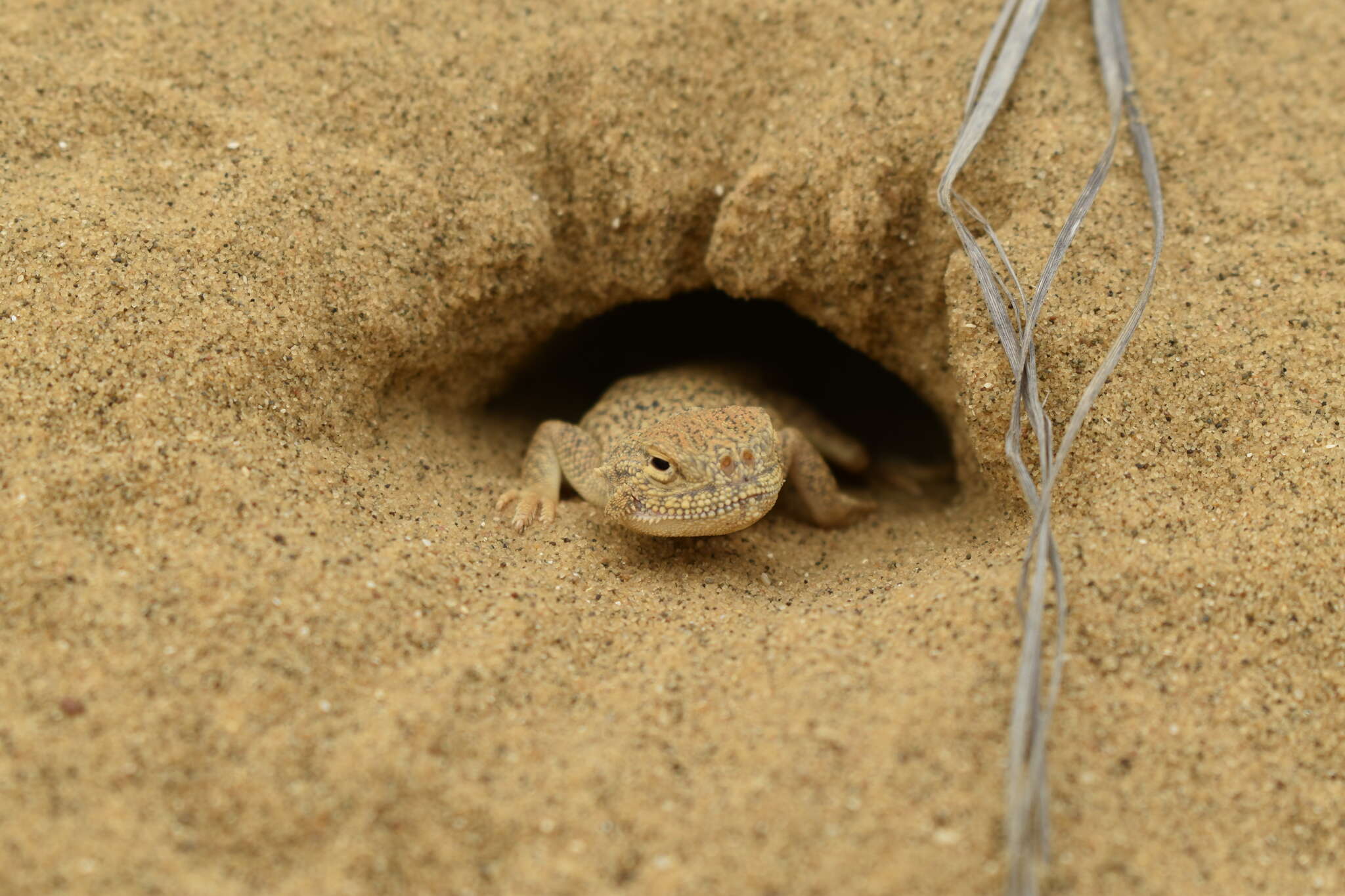 Image of Secret toadhead agama