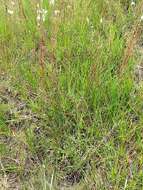 Image of Juncus exsertus Buch.