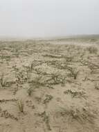 Image of pink sand verbena