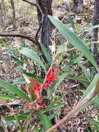 Image of Grevillea dimorpha F. Müll.